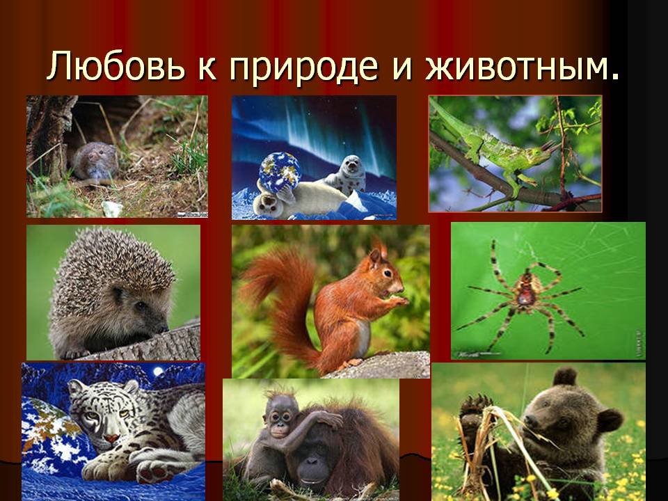 Любовь к природе и животным