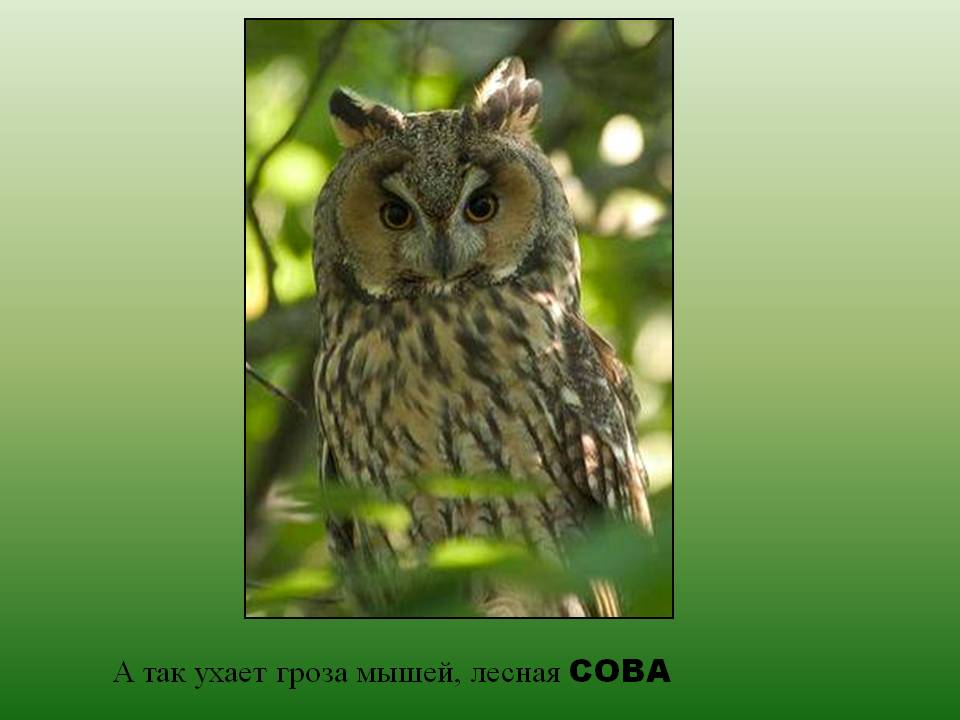 Лесная сова