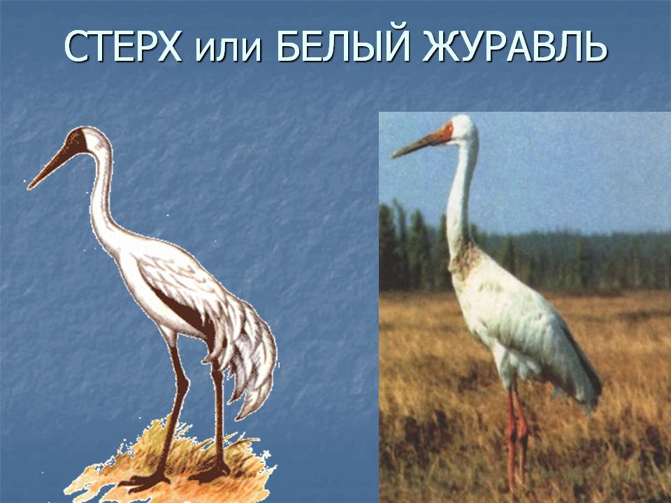 Книга журавль красная фото белый