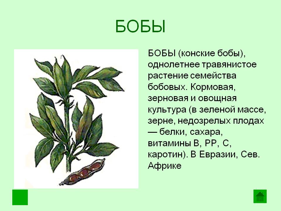 http://5klass.net/datas/prirodovedenie/Kulturnye-rastenija/0025-025-Boby.jpg