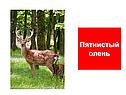 Графическое решение уравнений и неравенств