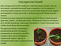 Посадка растений