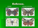 Бабочки по биологии