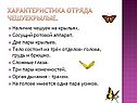 Характеристика отряда чешуекрылые