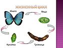 Жизненный цикл
