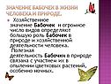 Значение бабочек в жизни человека и природе