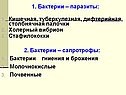 Бактерии – паразиты: