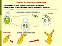 Формы бесполого размножения