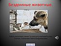 Бездомные животные
