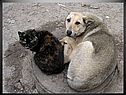 Бездомные животные