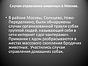 Случаи организованной травли собак