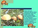 Грибы образуют отдельное царство живых организмов