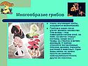 Многообразие грибов