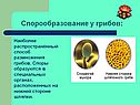 Спорообразование у грибов:
