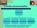 Способы питания грибов:
