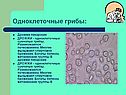 Одноклеточные грибы: