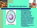Пекарские дрожжи