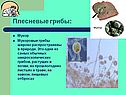 Плесневые грибы: