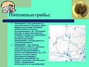 Плесневые грибы: