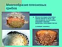 Множество видов плесневых грибов обитает в лесах, где они незаметно,