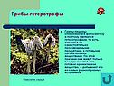 Грибы-гетеротрофы