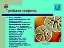 Грибы-сапрофиты