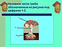 Назовите части гриба обозначенные на рисунке под цифрами 1-3