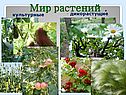 Мир растений