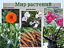 Мир растений