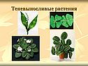 Теневыносливые растения
