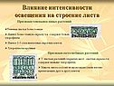 Влияние интенсивности освещения на строение листа