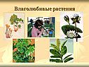 Влаголюбивые растения