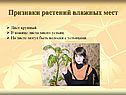 Признаки растений влажных мест