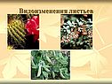 Видоизменения листьев