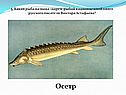 Осетр
