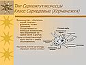 Тип Саркожгутиконосцы Класс Саркодовые (Корненожки)