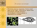 Эглена зеленая