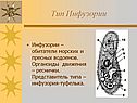 Тип Инфузории