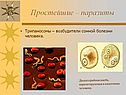 Простейшие – паразиты