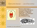 Простейшие – симбионты