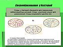 Спорообразование у бактерий