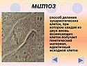 Митоз
