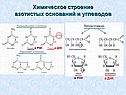 Химическое строение азотистых оснований и углеводов
