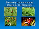 По какому признаку можно разделить эти растения