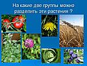 На какие две группы можно разделить эти растения 