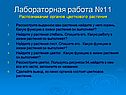 Лабораторная работа №11 Распознавание органов цветкового растения