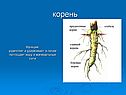 Корень