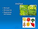 Листья