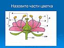 Назовите части цветка
