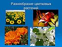 Разнообразие цветковых растений